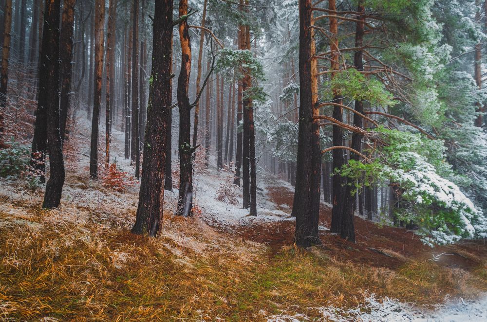 Photograph by Николов Андриян