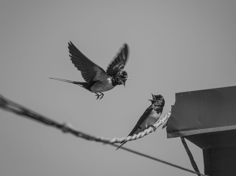 Photograph by Светлана Пронина