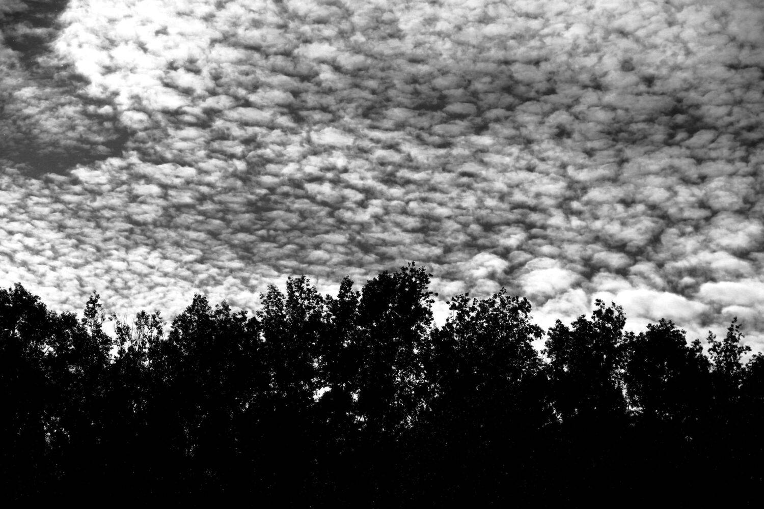 Небесные перья / Sky feathers
