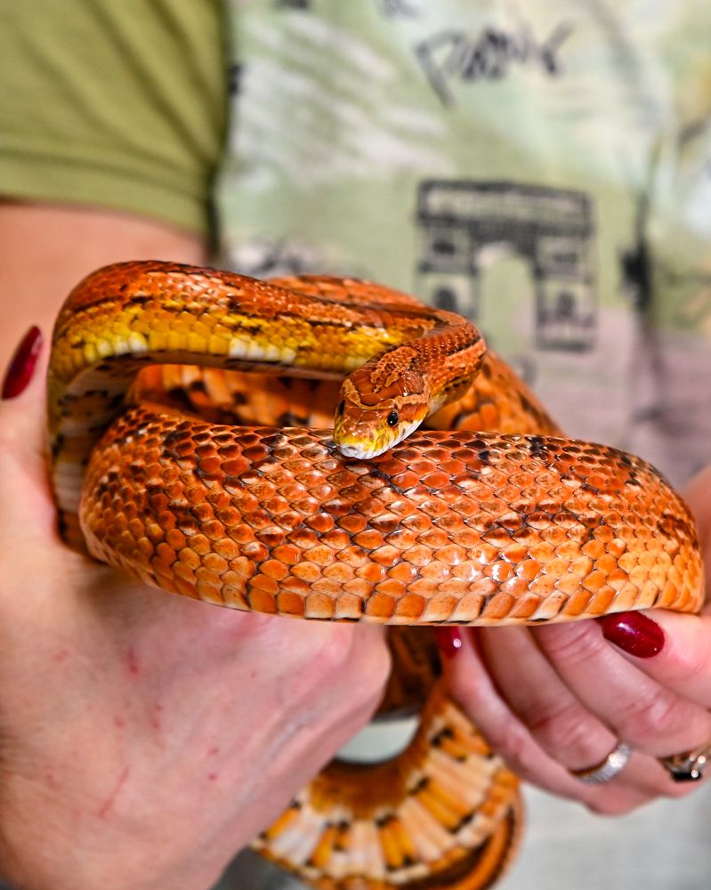 Фотография автора Олег Капуста