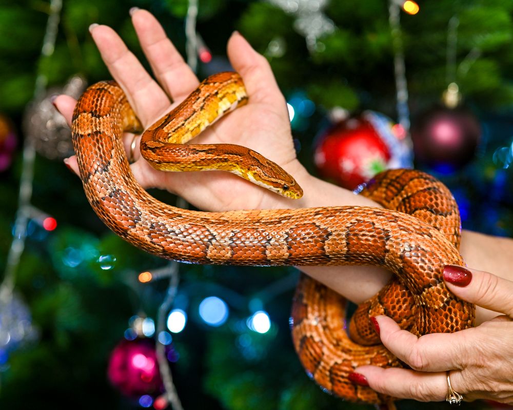 Фотография автора Олег Капуста