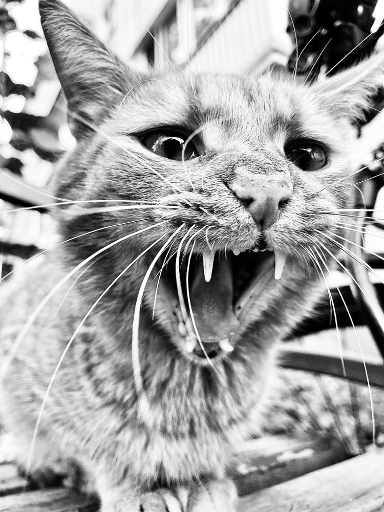 Фотография автора Aliaksandr Shautsou