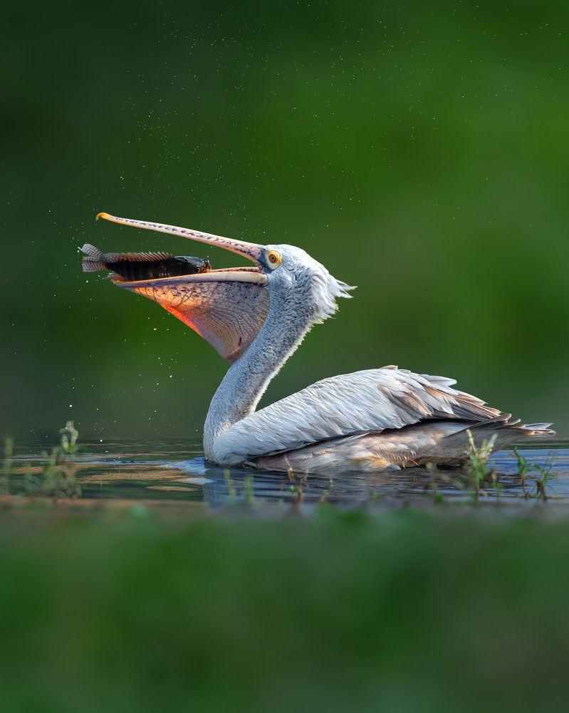 Photograph by Swarup Roy Chowdhury