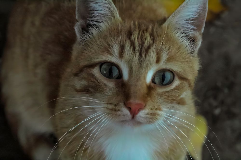 Photograph by Ирина Шибитова