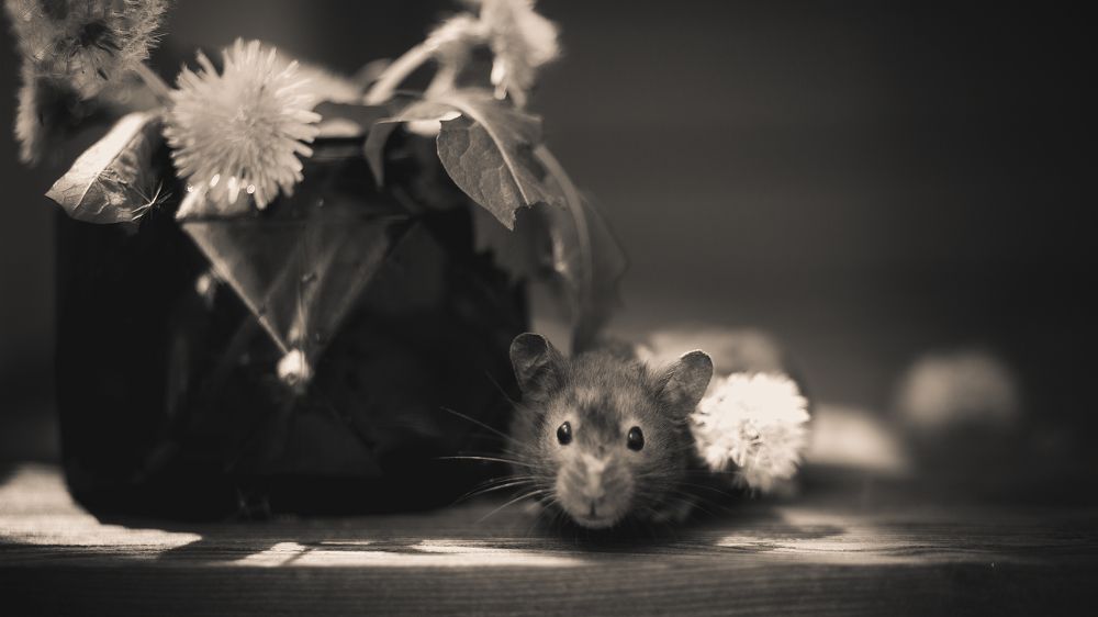 Photograph by Екатерина Кваша