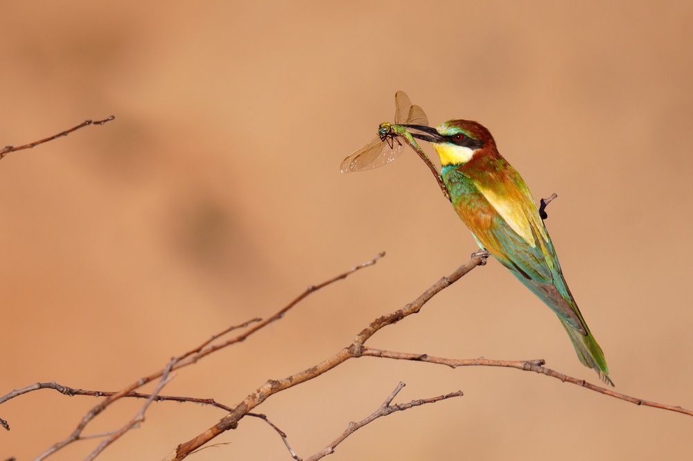 Photograph by Дмитрий Дрозд