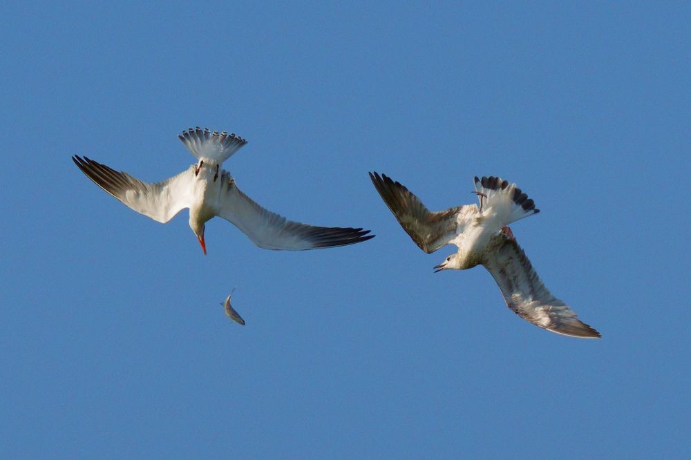 Photograph by Дмитрий Дрозд