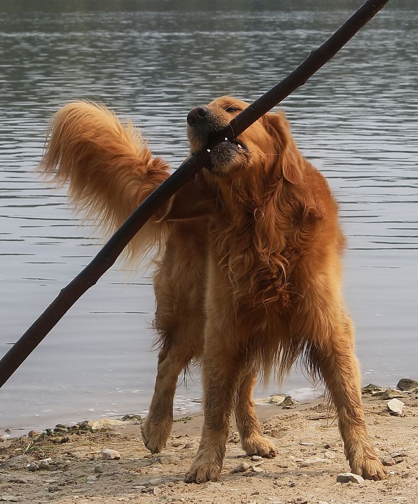 Рыжий в деле.