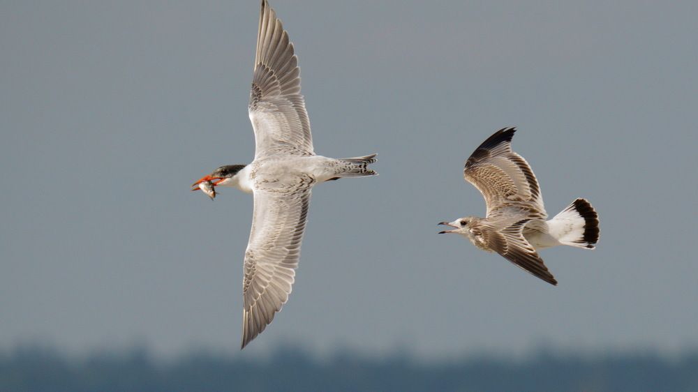 Photograph by Дмитрий Дрозд