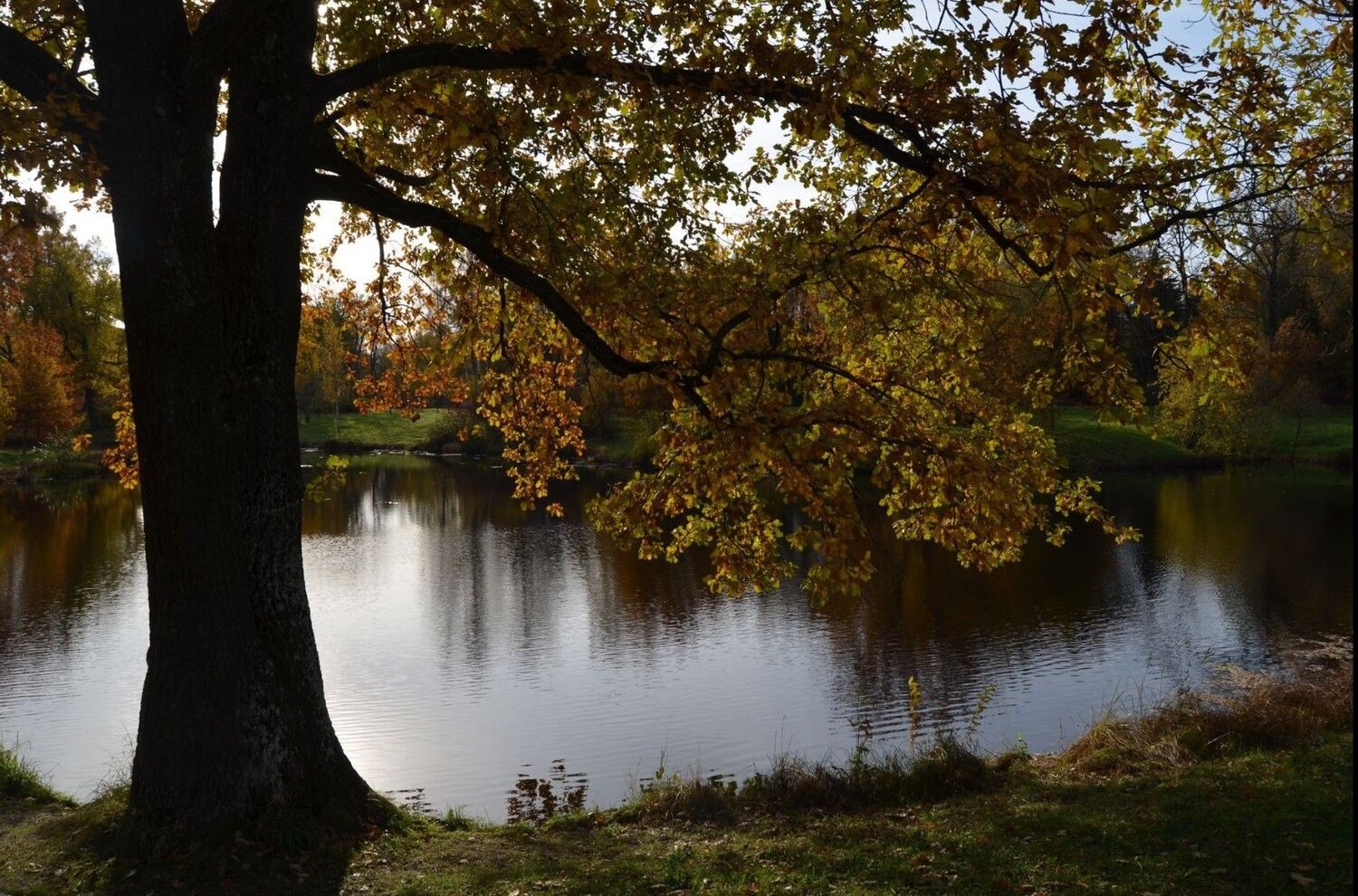 The autгmn leaves