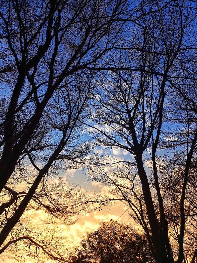 Photo #11625473