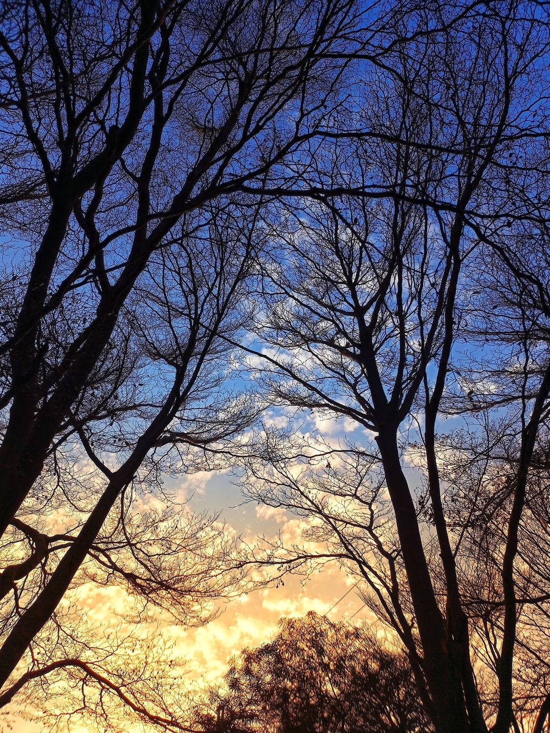 Photo #11625473