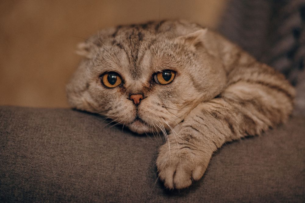 Photograph by Татьяна Зубехина