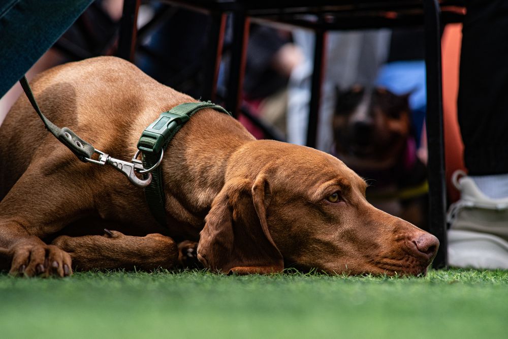 Фотография автора Aliaksandr Shautsou