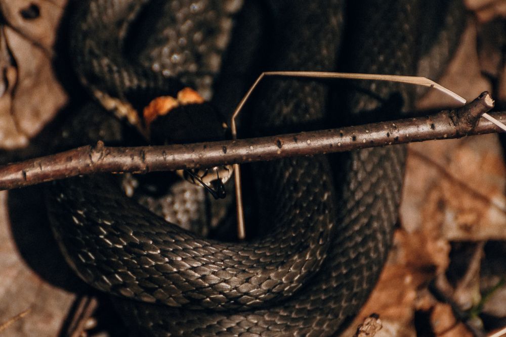 Photograph by Татьяна Зубехина