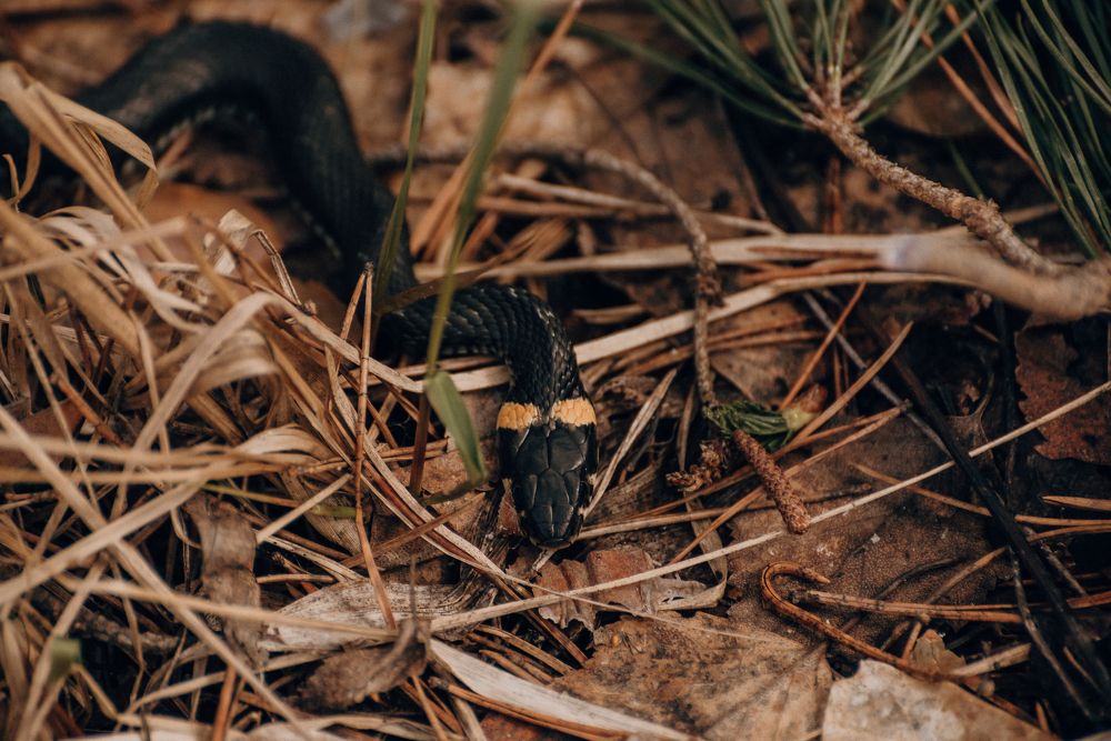 Photograph by Татьяна Зубехина