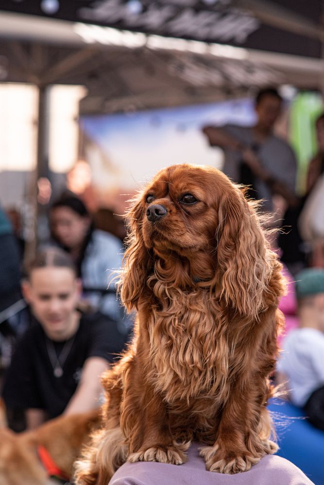 Фотография автора Aliaksandr Shautsou