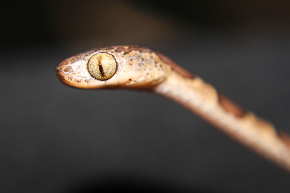 Фотография автора Delvis Romero