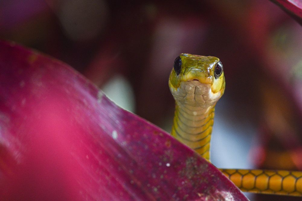 Фотография автора Delvis Romero