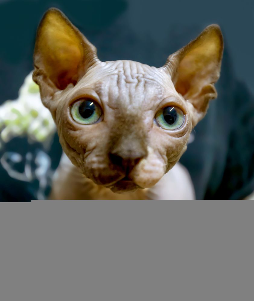 Наш красавец.