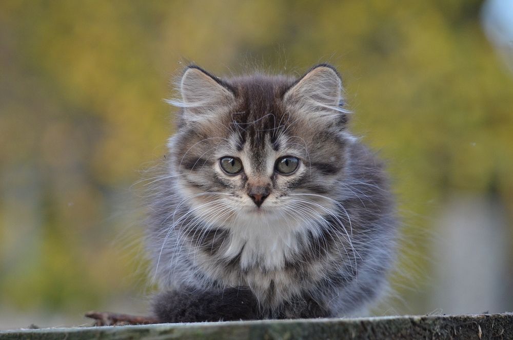 Photograph by Галина Катанова