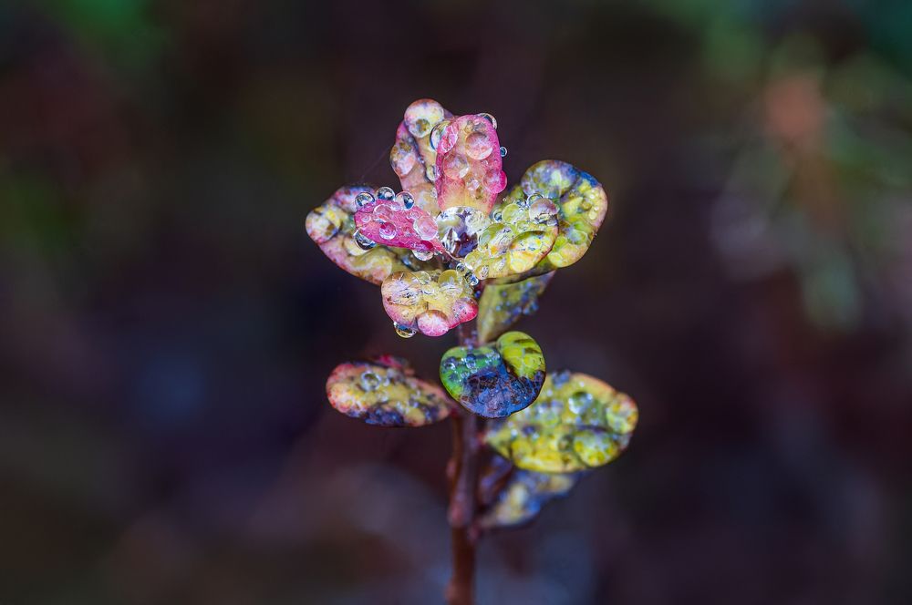 Фотография автора Юрий Макаров