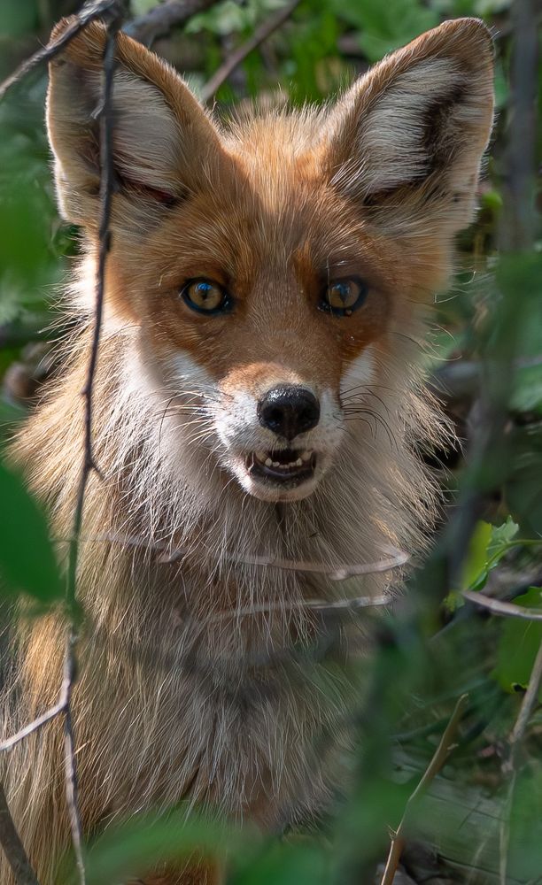 Photograph by Альварис Сукманюк