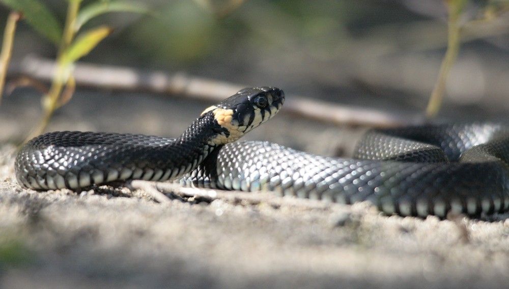 Фотография автора Татьяна Шебаршенко