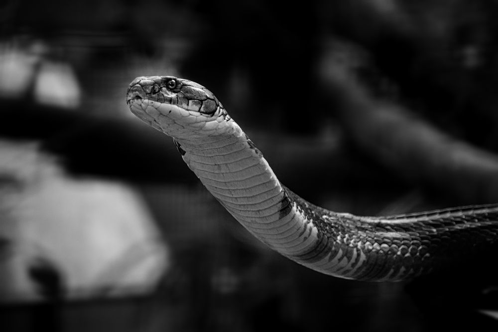 Majesty of the Venomous King