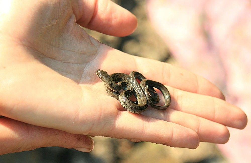 Фотография автора Татьяна Шебаршенко