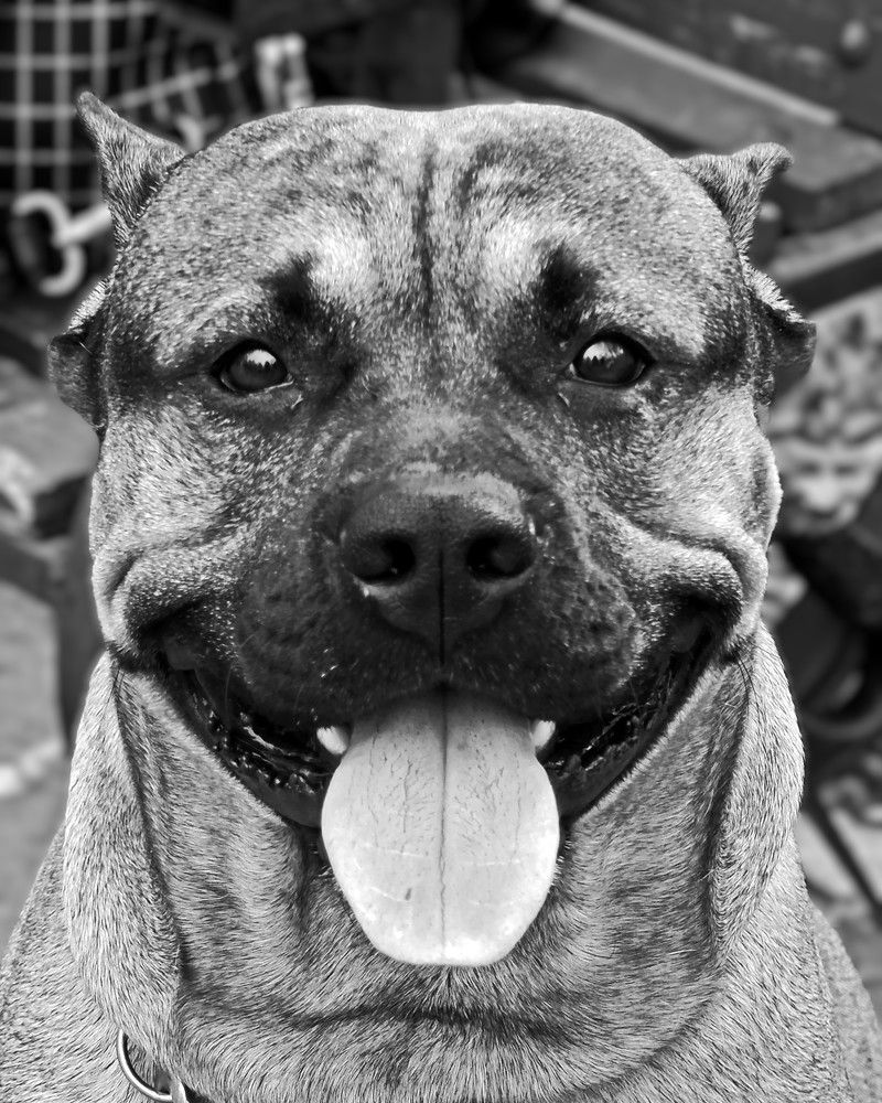 Верный друг.