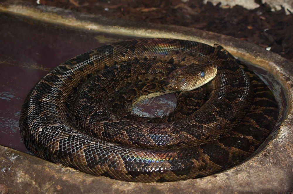 Photograph by JOSE LIMA RODRIGUES