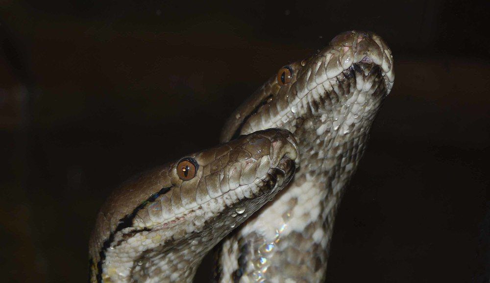 Photograph by JOSE LIMA RODRIGUES