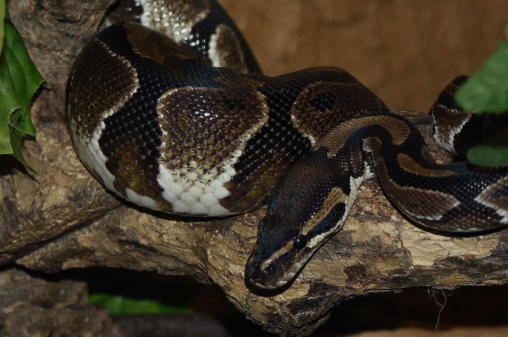 Photograph by JOSE LIMA RODRIGUES