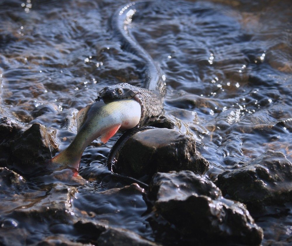 Фотография автора Татьяна Шебаршенко