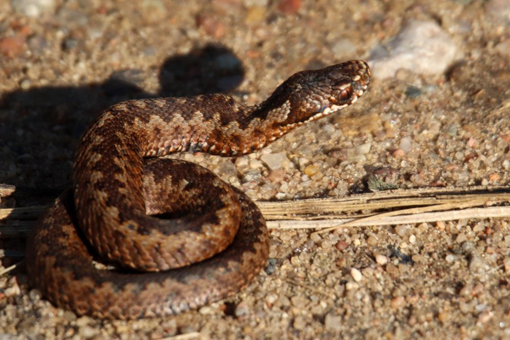 Photograph by Evgenia Korchagova