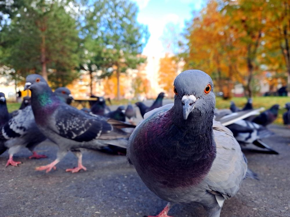 Старший группы пилотажной