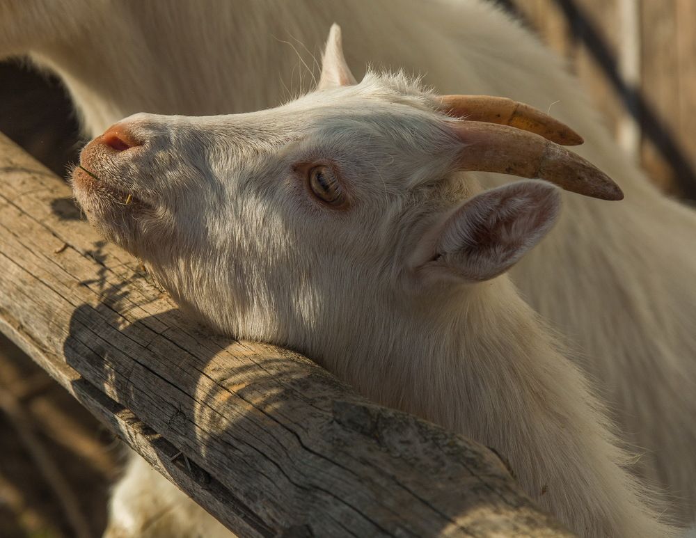 Photograph by Александр Халимов