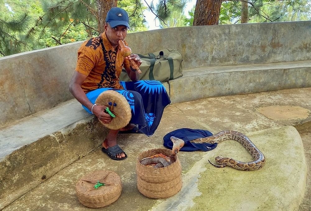 Послушные змеи у хозяина