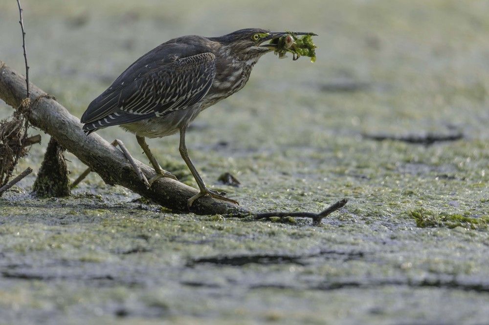 Photograph by Ali Pashang