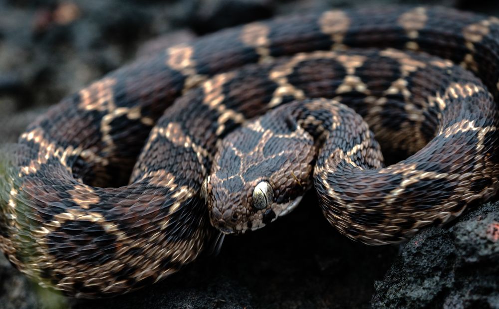 Photograph by Hirak Mitra