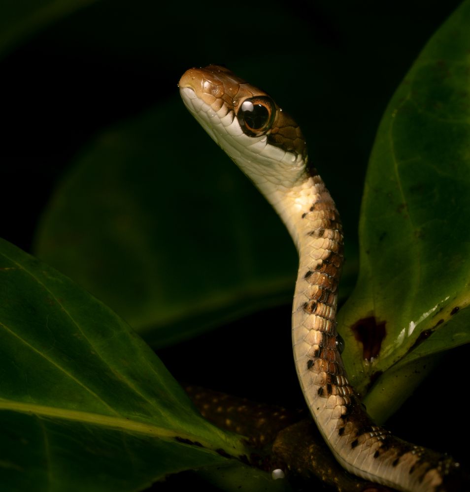 Фотография автора Hirak Mitra