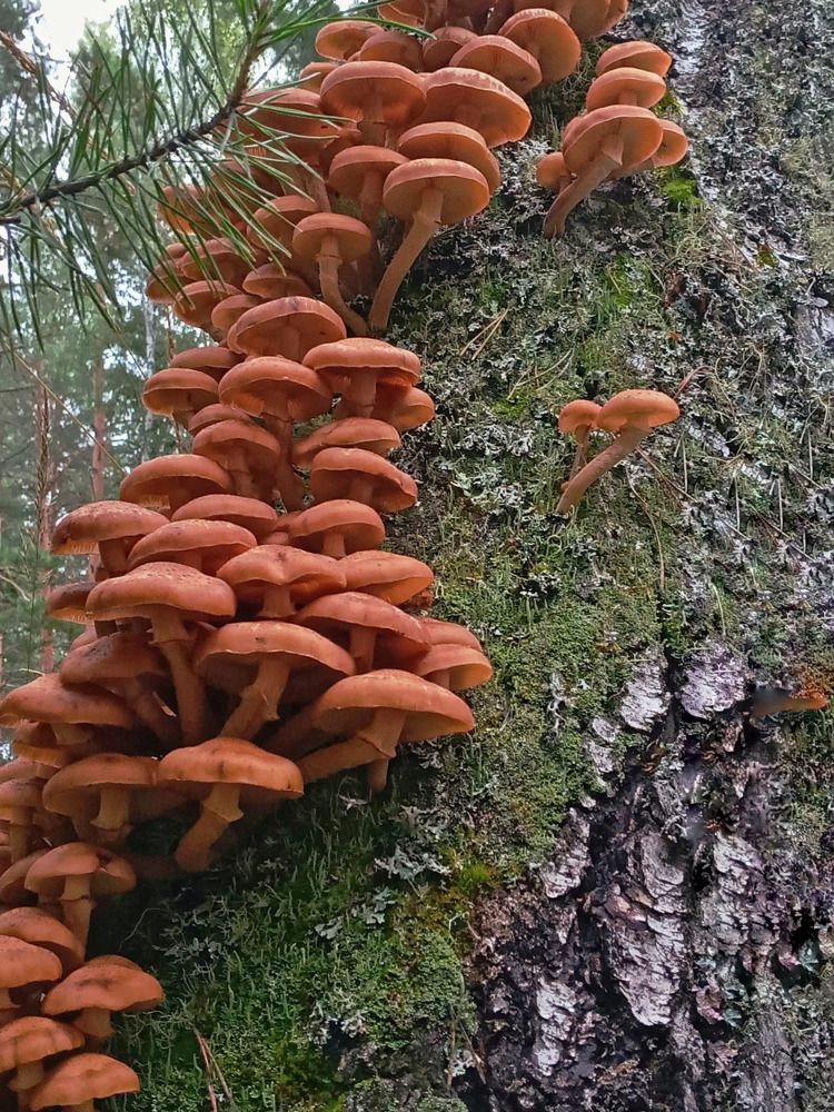 Photograph by Оксана Мельник