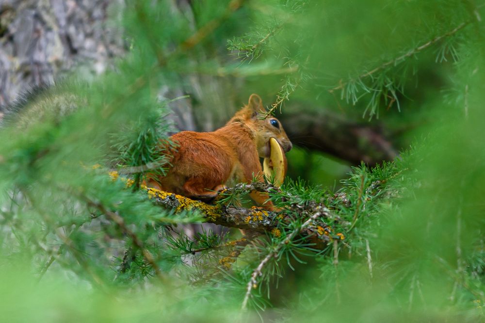 Фотография автора Юрий Макаров