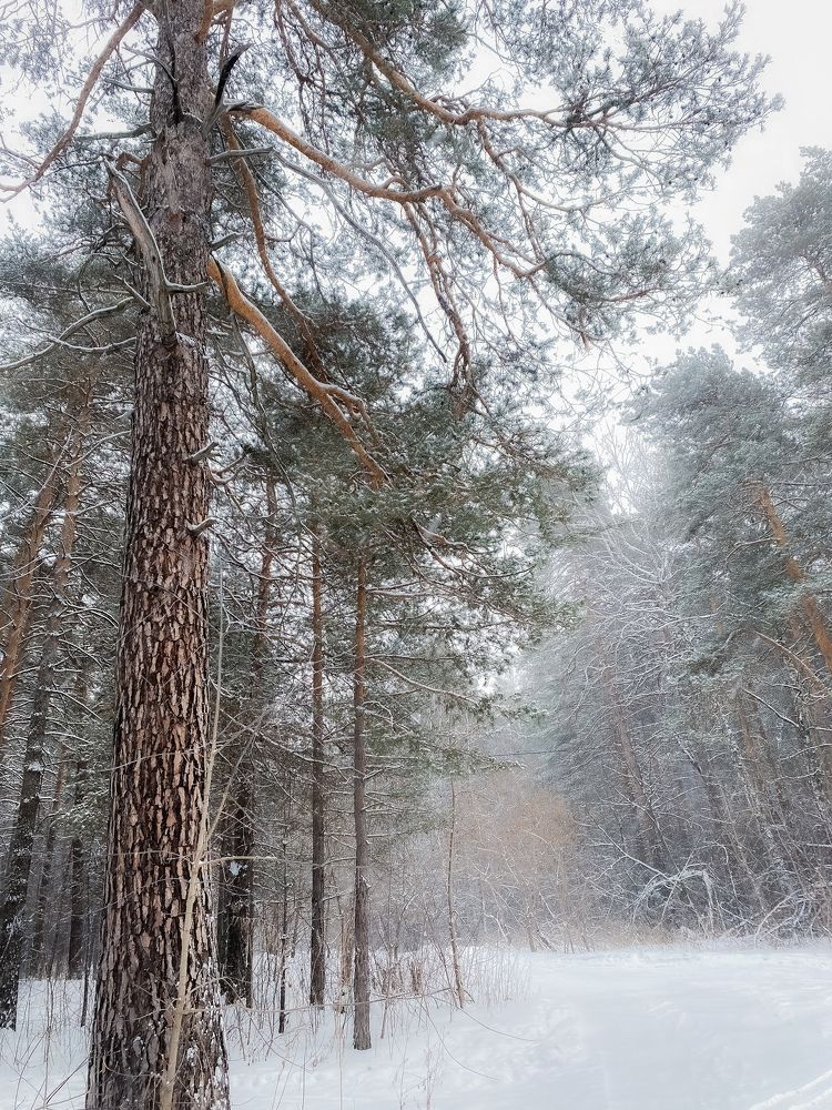 Photograph by Елена Шамраева