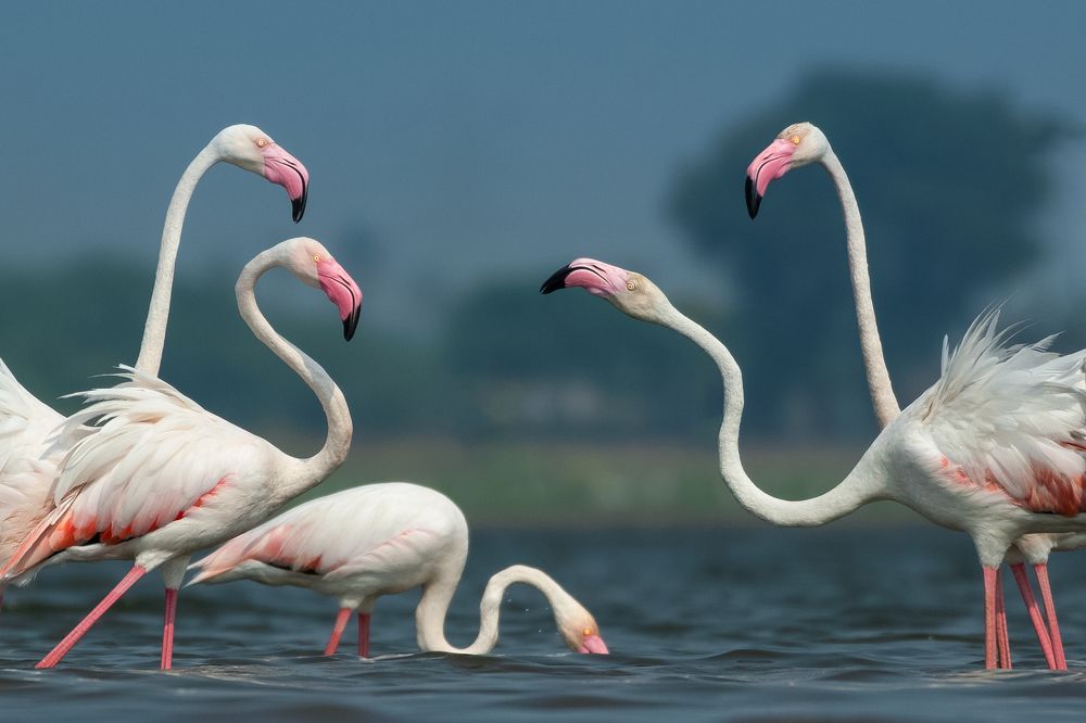 Photograph by Susanjit Saha