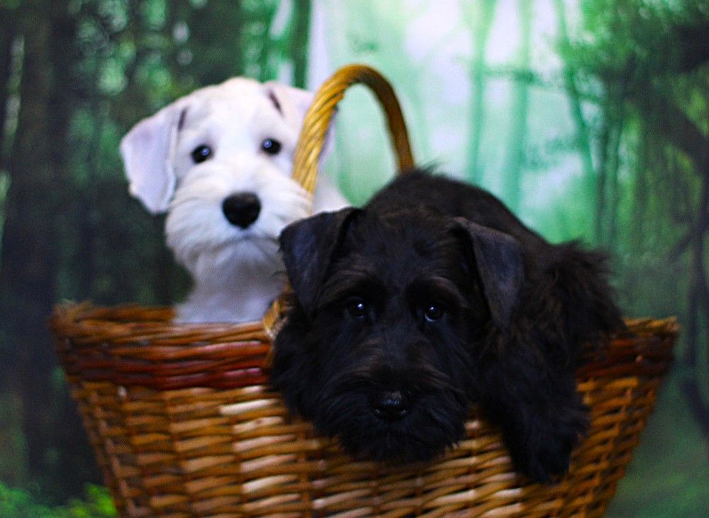 Photograph by Оксана Шарагина