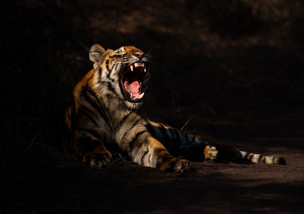 Фотография автора Satyam Bansal