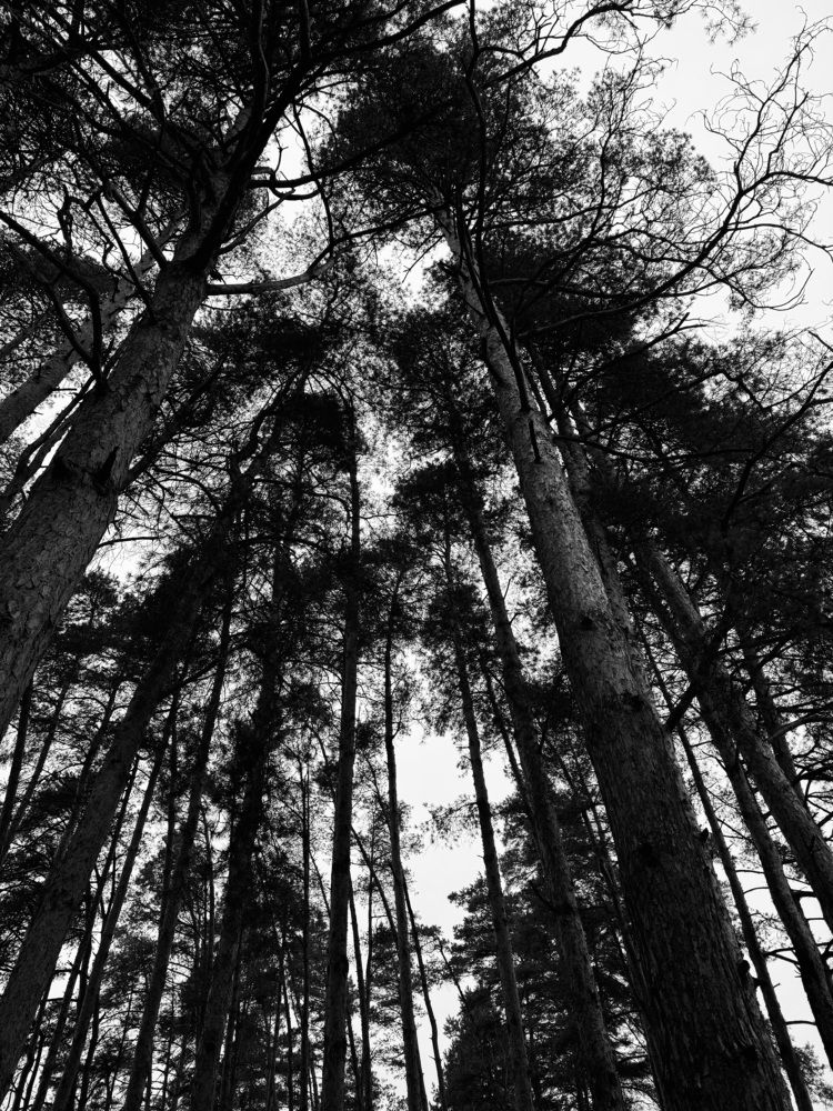 Photograph by Бойкова Наталия