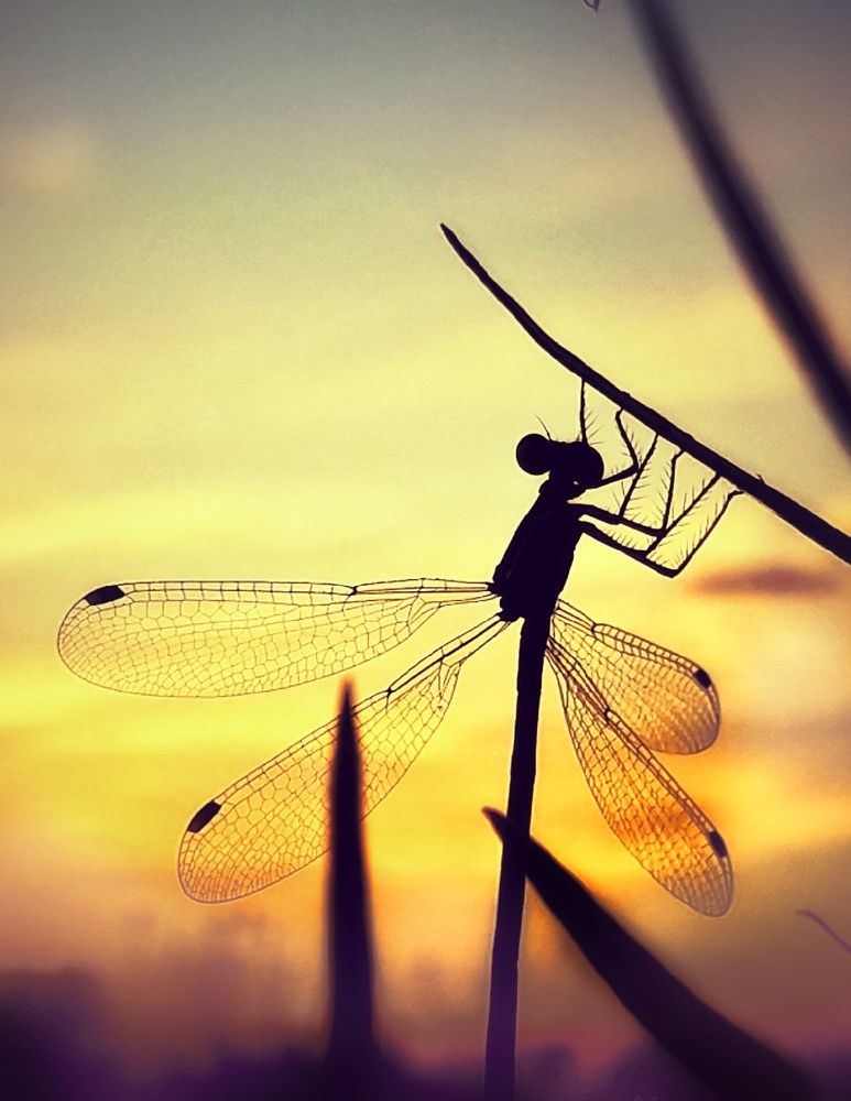 Photograph by Марина Мальцева